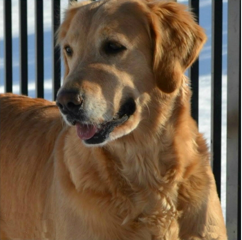 sandlapper golden retriever club our camelot house golden retrievers statesville nc sandlapper golden retriever club our camelot house golden retrievers statesville nc