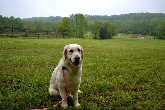 camelot house golden retrievers our mercedes camelot house golden retrievers statesville nc camelot house golden retrievers our mercedes camelot house golden retrievers statesville nc