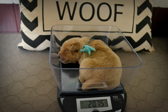 golden retriever mix puppies for sale nc golden retriever puppies for sale carolina photo golden retriever mix puppies for sale nc golden retriever puppies for sale carolina photo