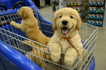 puppy training nc north carolina puppy training by camelot house llc golden retriever litter size