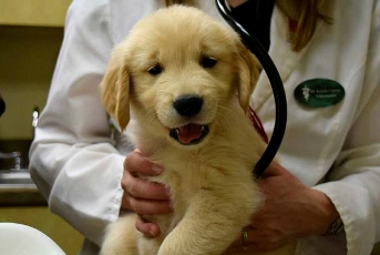 golden retriever temperament test golden retriever puppy temperament test photo golden retriever temperament test golden retriever puppy temperament test photo