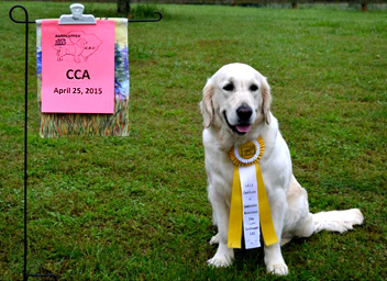 camelot house golden retrievers our mercedes camelot house golden retrievers statesville nc camelot house golden retrievers our mercedes camelot house golden retrievers statesville nc