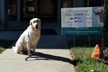 Therapy Dog Training Concord Nc Therapy Dog Training Concord Nc